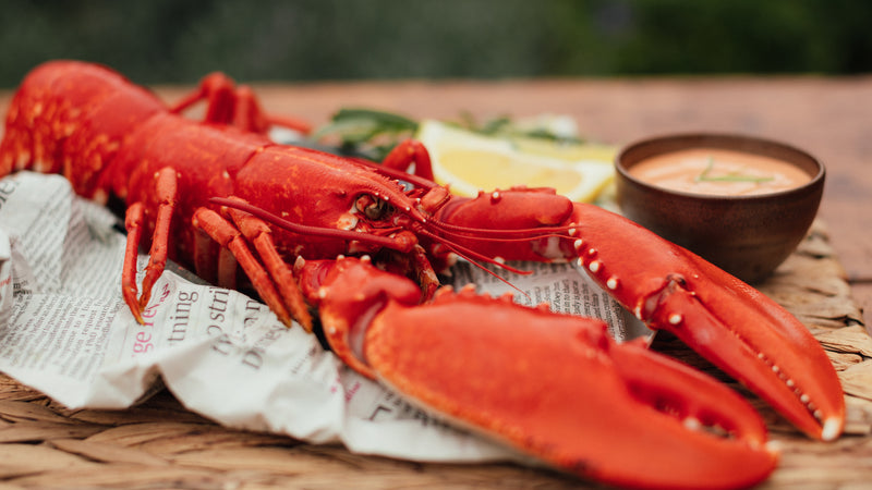Atlantic Wild-Caught Whole Cooked Lobster