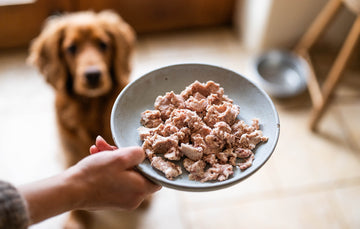 Bowl Of Nutritious Chicken Pet Food, Perfect For Healthy Eating.