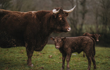 Grass Fed Beef Ox Cheek