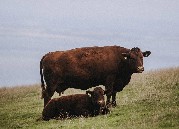 Grass Fed Chuck Steak - How we rear our cattle