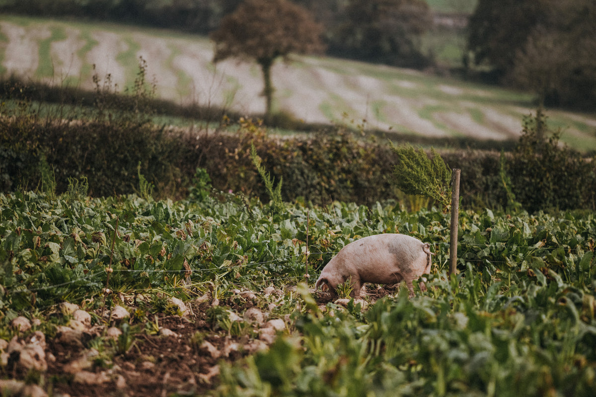 Why does our pork have such great flavour?