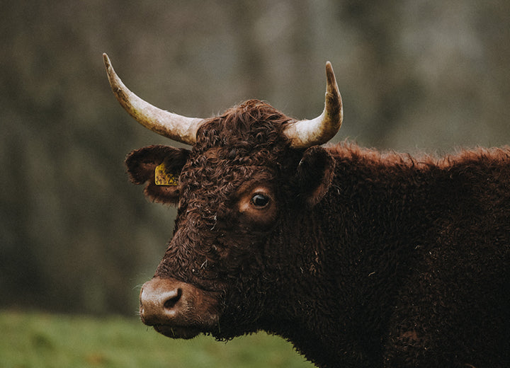 Grass Fed Beef Bone-In Sirloin Steak - Short Supply Chains: The Pipers Farm Way