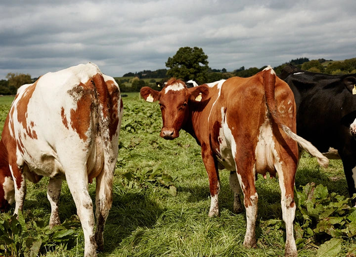Teifi Organic Halloumi - Sustainable Dairy, It’s Not Black & White