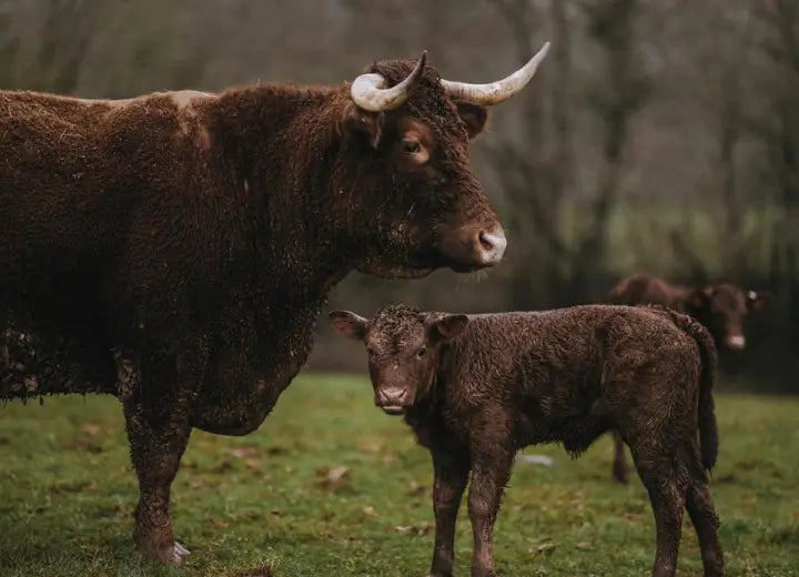 Grass Fed Rolled Beef Brisket - 100% Grass Fed Beef Brisket