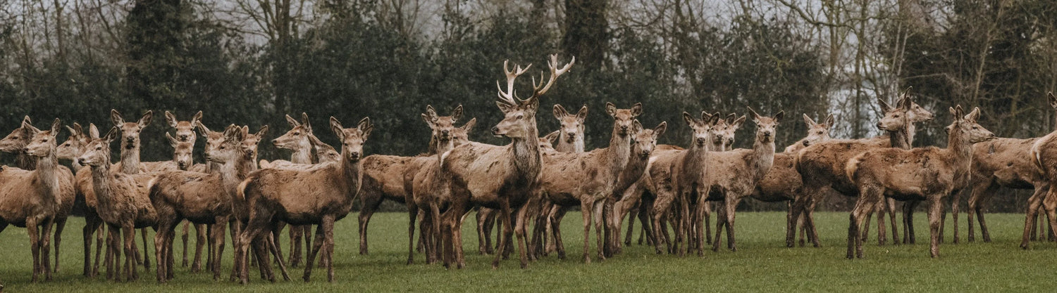 Wild Venison & Game