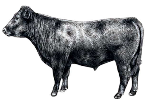 Extra image for Grass Fed Beef