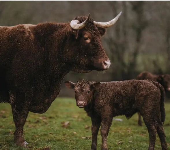 Grass Fed Beef Rump Tail - How We Rear Our Grass Fed Beef
