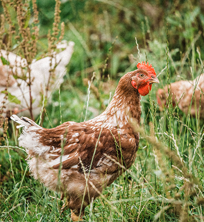 Properly Free Range Chicken