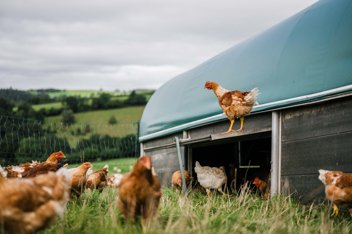 Why is our chicken different?