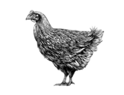 Extra image for Properly Free Range Chicken