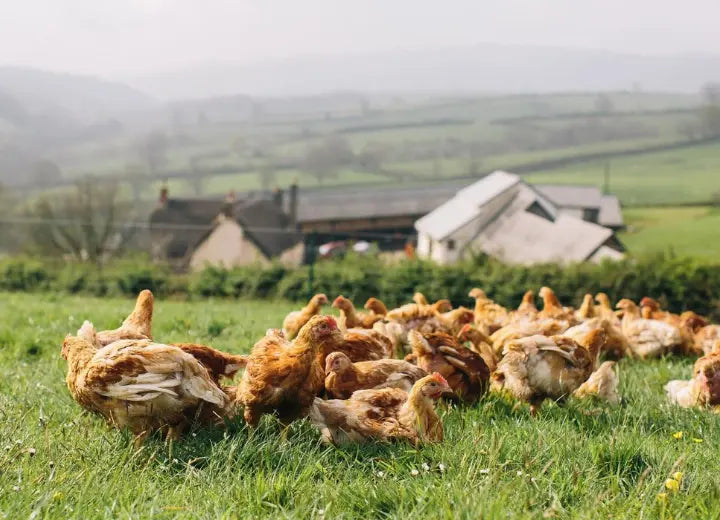 Properly Free Range Chicken Thighs On The Bone - Properly Free Range Chicken