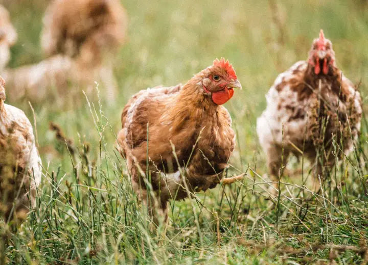 Properly Free Range Boneless Chicken Thighs - Properly Free Range Chicken