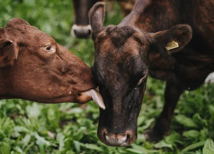 Riverford Dairy, Organic Kefir - Dairy Farming