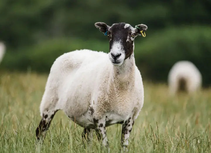 Cull Yaw Diced Mutton - Age Means Flavour and Texture