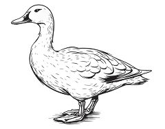 Extra image for Properly Free Range Duck