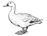 Extra image for Properly Free Range Duck