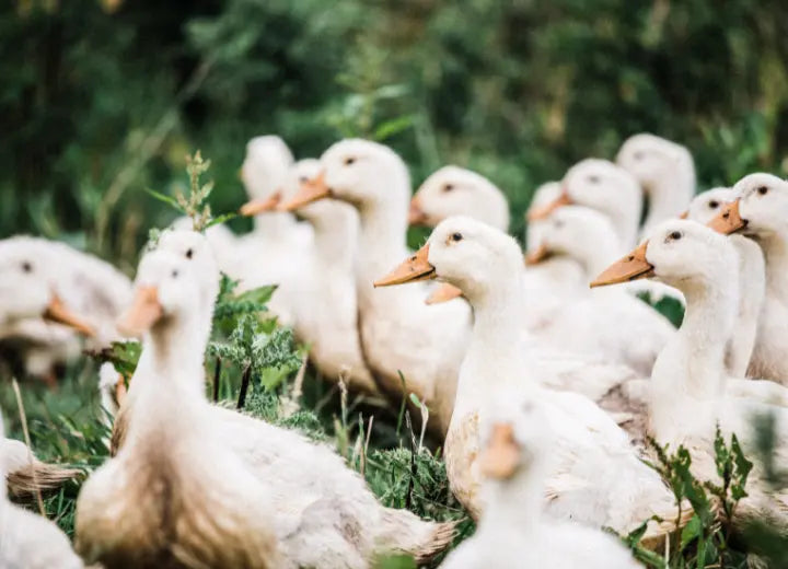 Properly Free Range Whole Duck - Why buy Properly Free Range Duck?