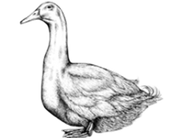 Extra image for Free Range Goose