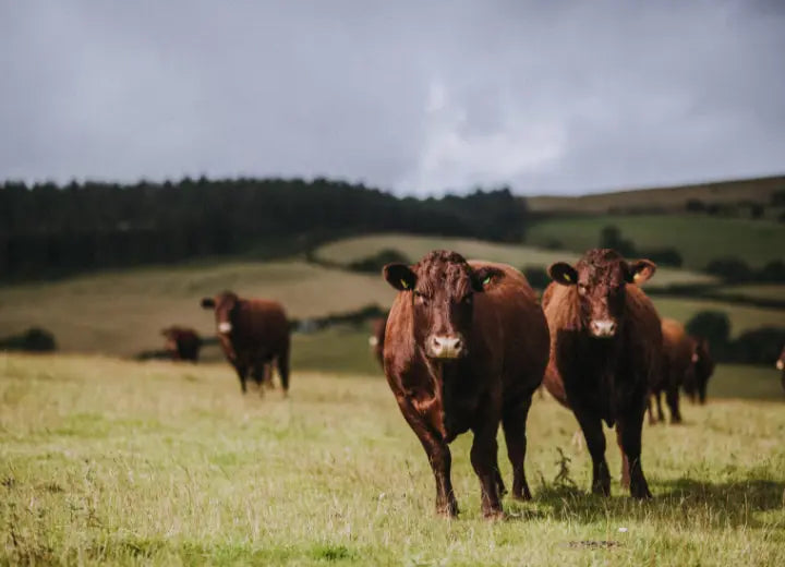 Grass Fed Beef Osso Buco - How We Rear Our Grass Fed Beef