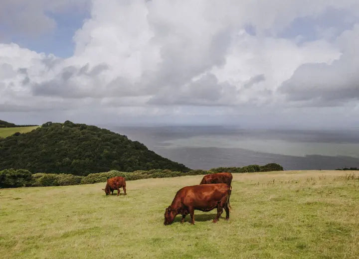 Medium BBQ Meat Box - 100% Grass Fed Beef