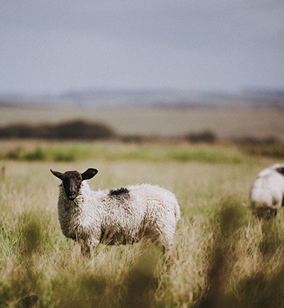 Grass Fed Lamb