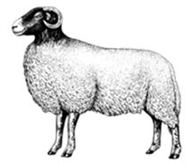 Extra image for Grass Fed Lamb