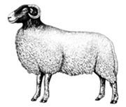 Extra image for Grass Fed Lamb
