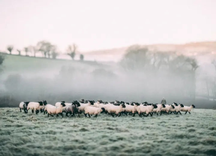 Grass Fed Lamb Shank - What is Grass Fed Lamb?