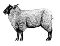 Extra image for Cull Yaw Mutton