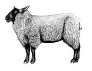 Extra image for Cull Yaw Mutton