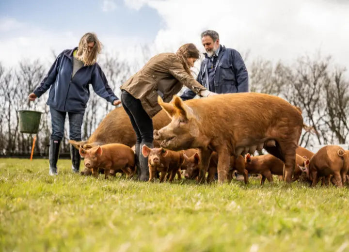 Native Breed Pork Steaks - How We Rear Our Native Breed Pigs