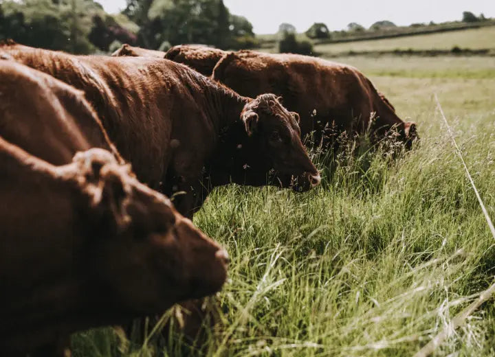 Grass Fed Beef Oxtail - Cooking Oxtail