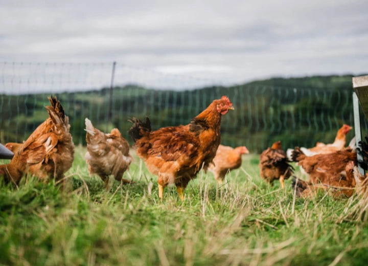 100% Properly Pastured Whole Chicken | Edenmoor (formerly Pipers Farm)