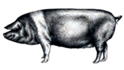Extra image for Free Range Native Breed Pork