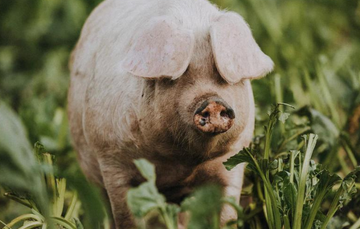 A Native Breed Pig | Pipers Farm Ethical Sustainable Farming in Harmony With Nature | Free Range Pork Delivered Direct To Your Door