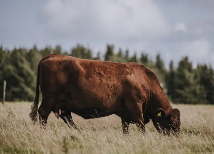 Grass Fed Beef Every Day Steak - Farm to Fork: The Journey of our Grass Fed Beef