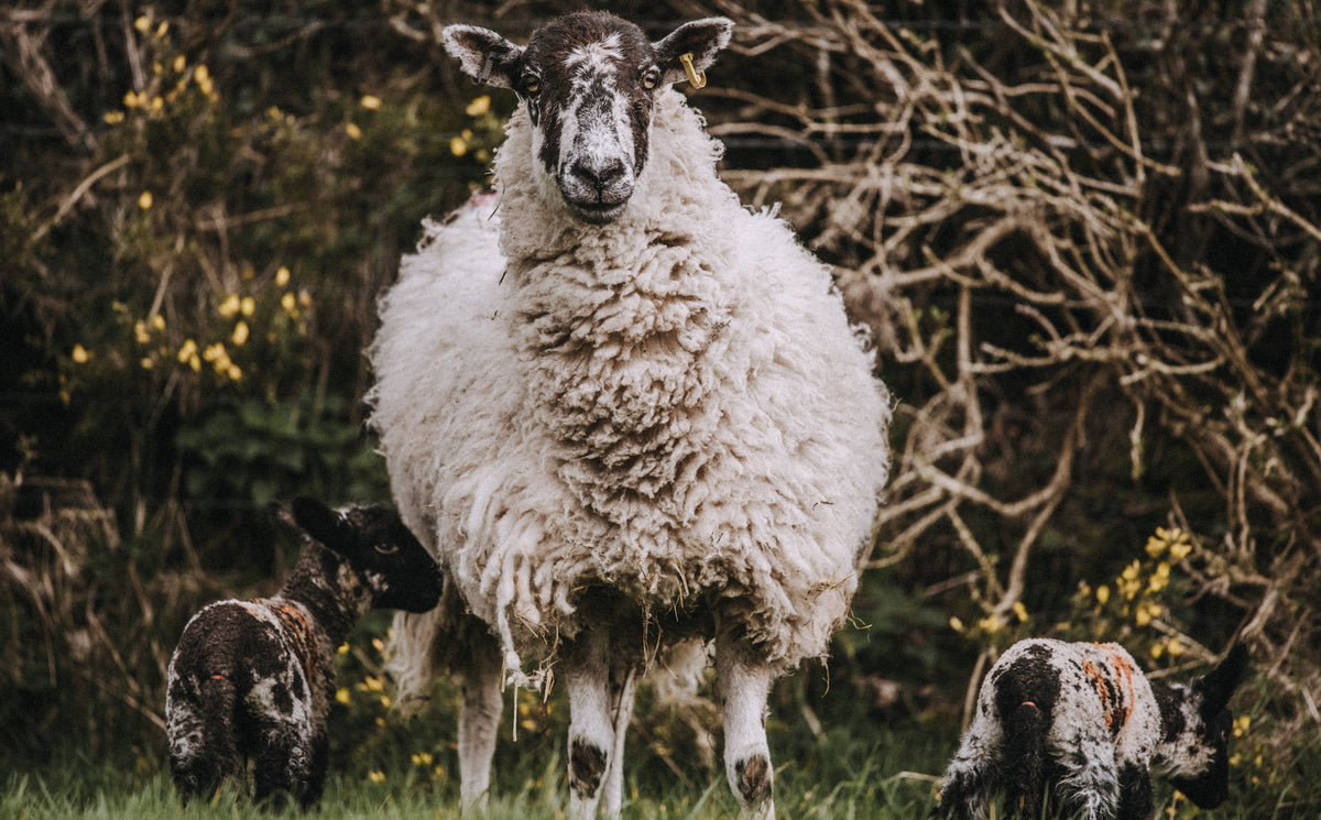 How do we rear our lamb?