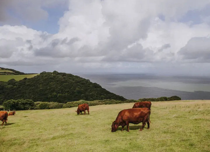 Grass Fed Beef Sirloin Sharing Steak - Slowly Reared for Exceptional Quality