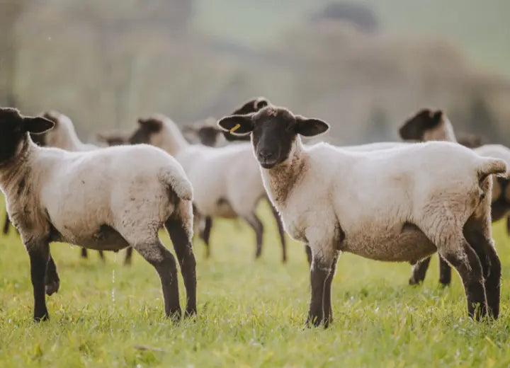 Grass Fed Lamb Mince - Award-Winning Grass Fed Lamb
