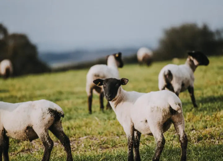 Grass Fed Lamb Neck Fillet - Grass Fed Lamb