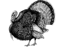 Extra image for Free Range Bronze Turkey