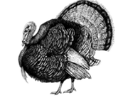 Extra image for Free Range Bronze Turkey