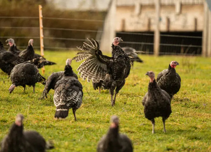 Natural Sage & Onion Turkey Sausages - Properly Free Range Turkey