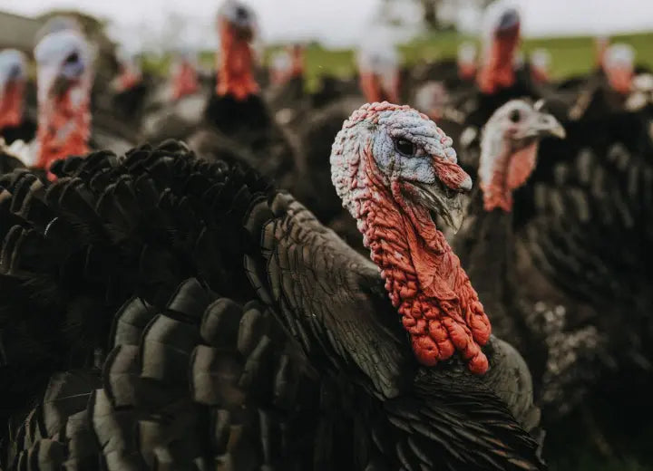 Properly Free Range Turkey Breast Steaks - Properly Free Range Turkey Breast Steaks