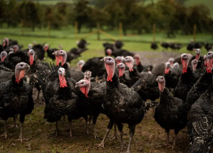 Properly Free Range Turkey Mince - Rearing Free Range Turkeys