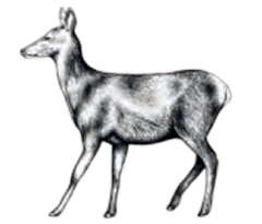 Extra image for Wild Venison & Game