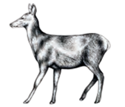 Extra image for Wild Venison & Game