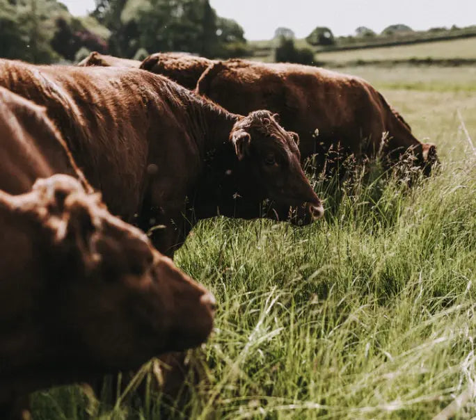 A herd of native breed, grass fed cattle in a field