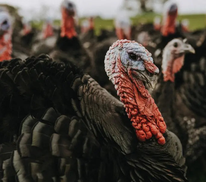 A flock of properly free range turkeys