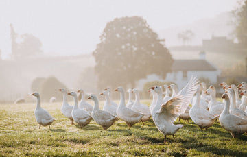 A flock of properly free range geese in a field.